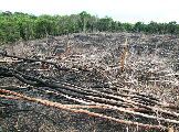 Foto: Cilts sievietes un saldūdens delfīnu meklējumi Borneo